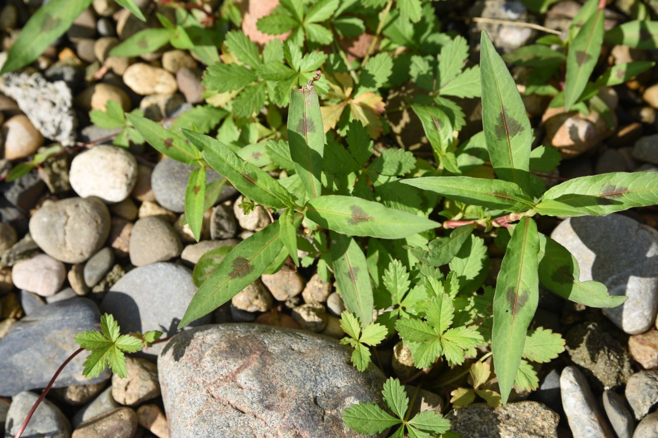 Изображение особи род Persicaria.