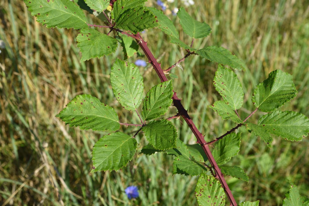 Изображение особи род Rubus.