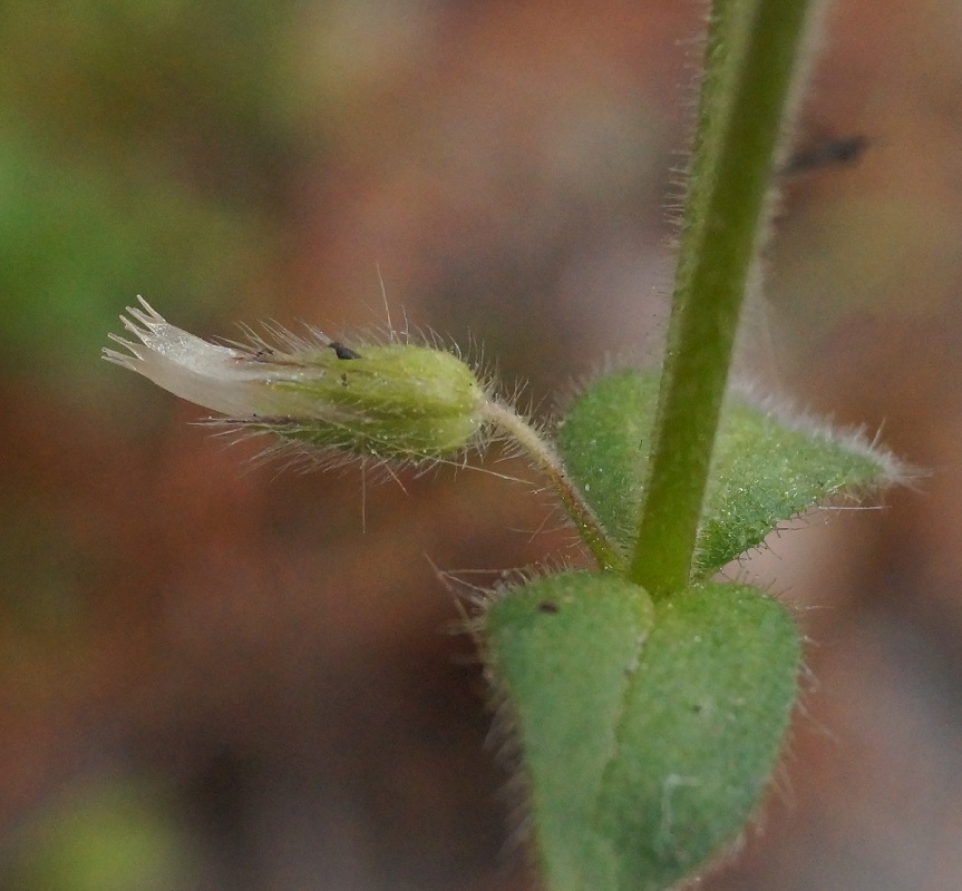 Image of Cerastium glomeratum specimen.