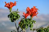 Tecomaria capensis. Верхушка побега с соцветием. Марокко, обл. Фес-Мекнес, г. Фес, в культуре. 04.01.2023.