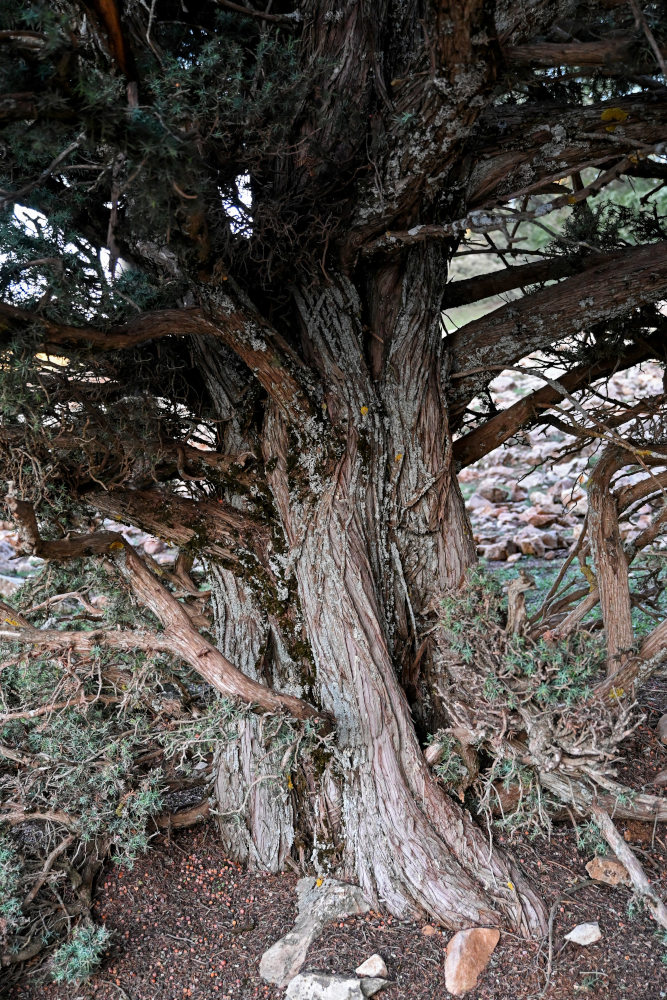 Image of Juniperus oxycedrus specimen.