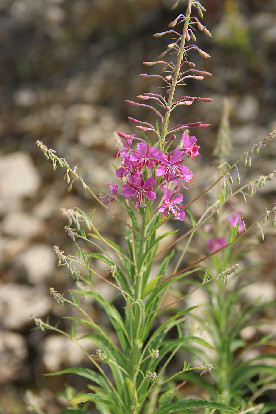 Изображение особи Chamaenerion angustifolium.