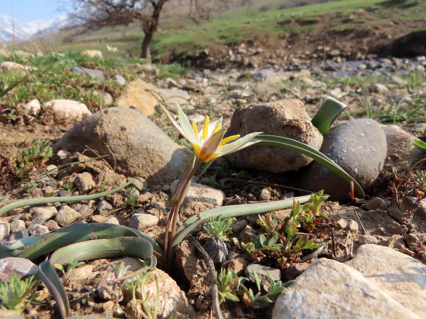 Изображение особи Tulipa turkestanica.