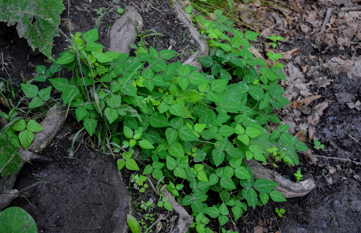 Image of Glycine soja specimen.