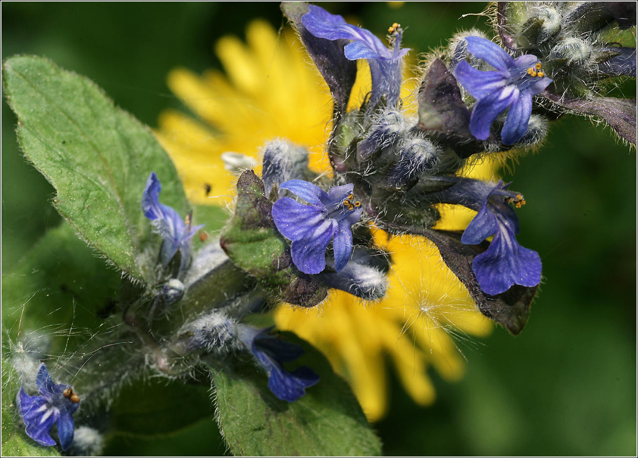Изображение особи Ajuga reptans.