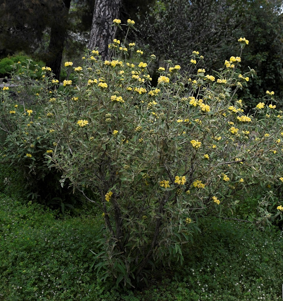 Image of Phlomis cypria var. occidentalis specimen.