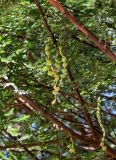 Vachellia nilotica