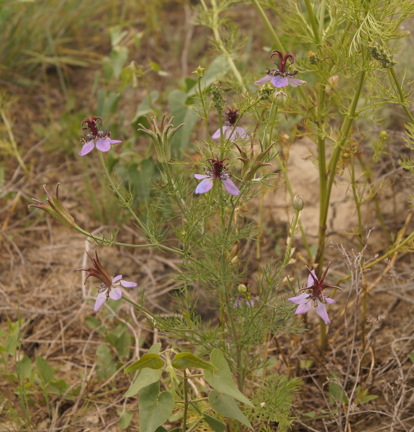 Image of Nigella segetalis specimen.