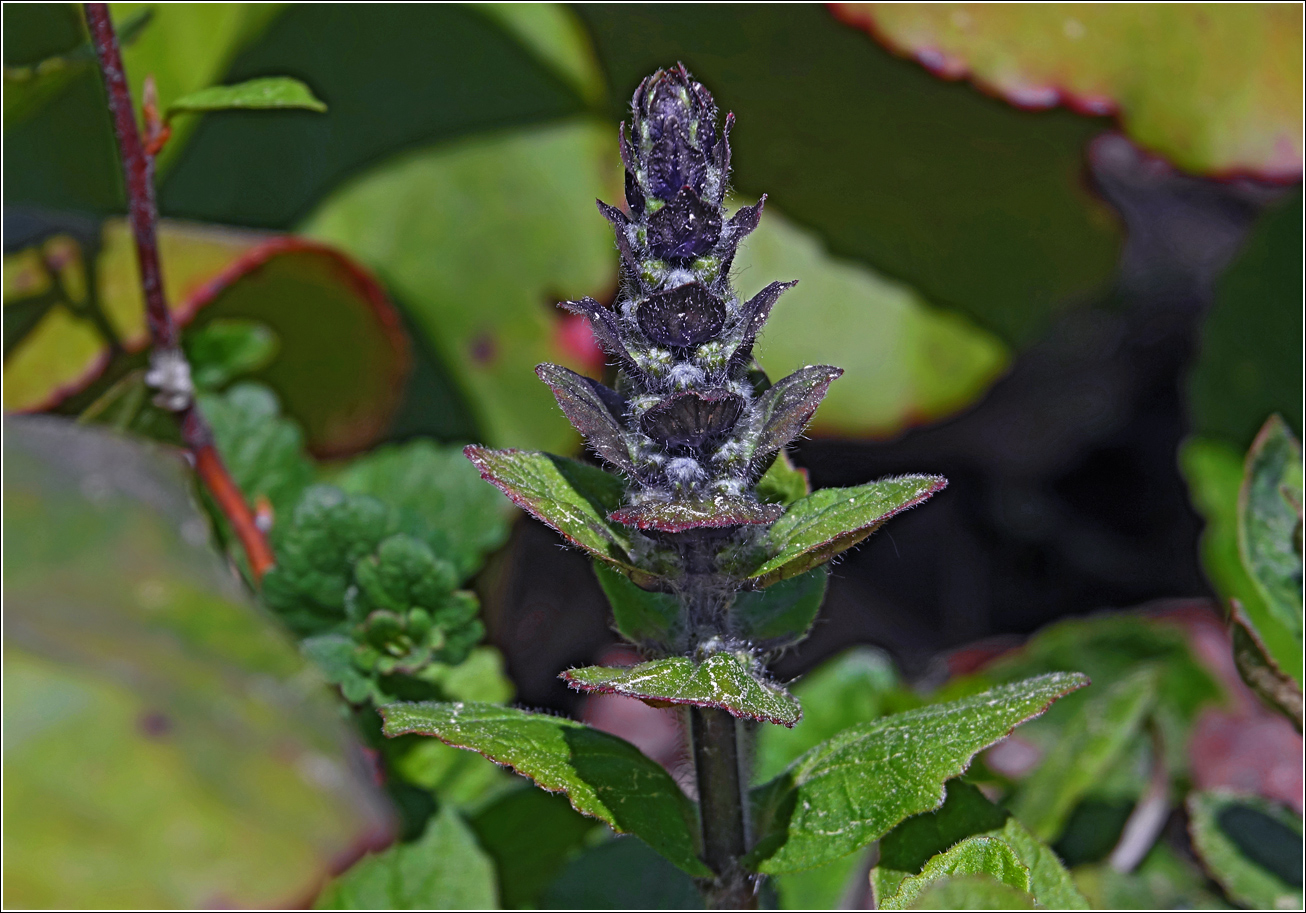 Image of Ajuga reptans specimen.