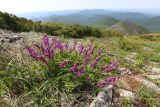 Hedysarum branthii. Цветущее растение. Приморский край, Ольгинский р-н, гора Снежная, выс. 1640 м н.у.м., зарастающая каменная россыпь. 25.06.2023.