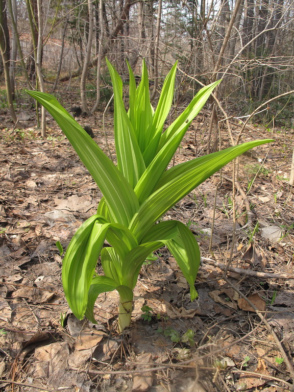 Изображение особи род Veratrum.