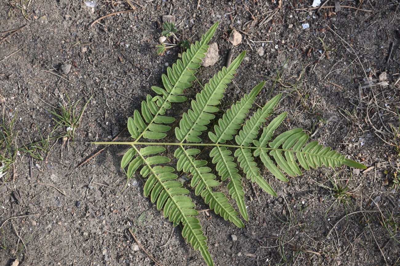 Изображение особи Pteridium pinetorum.