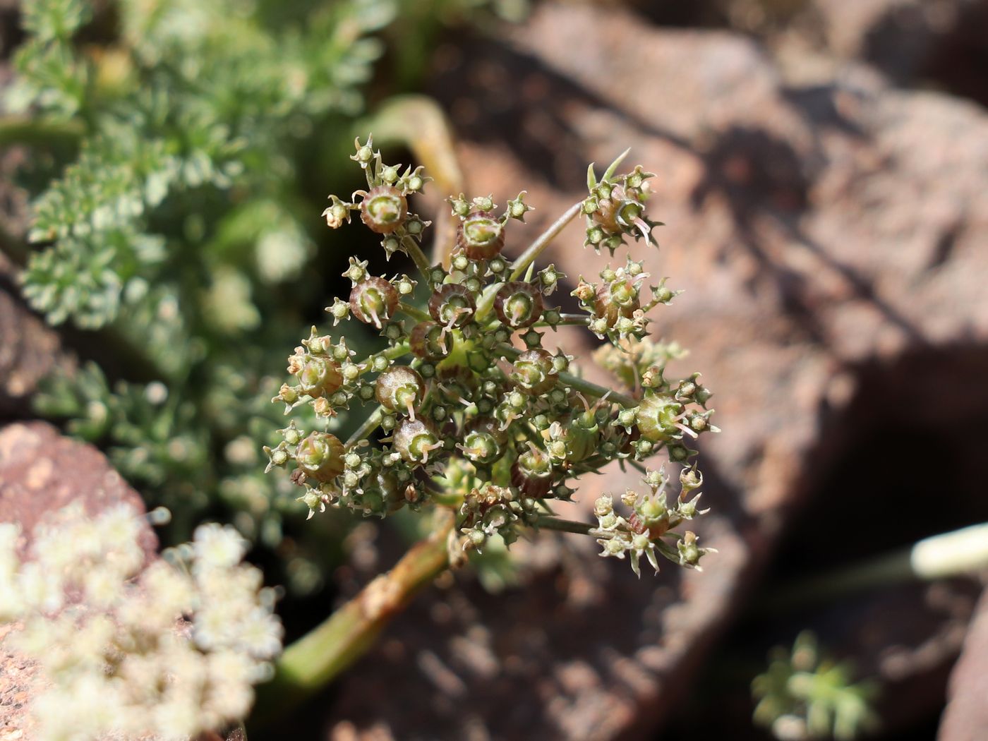 Изображение особи Schtschurowskia meifolia.