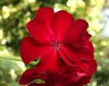 Pelargonium hortorum. Цветок. Болгария, Бургасская обл., село Оризаре, в культуре. 17.09.2021.