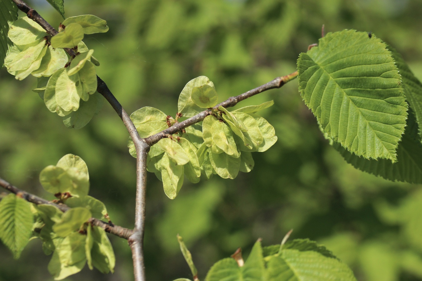 Image of Ulmus glabra specimen.