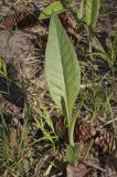 Cirsium heterophyllum. Вегетирующее растение. Пермский край, г. Пермь, Дзержинский р-н, м-н Акуловский, смешанный лес. 13.05.2023.