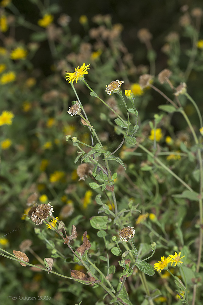 Изображение особи Pulicaria dysenterica.