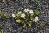 Sedum oppositifolium. Цветущее растение. Чечня, Шаройский р-н, юго-восточный склон горы Чархунышкорт, выс. 2100 м н.у.м, каменистый участок. 7 августа 2023 г.
