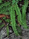 Polystichum craspedosorum. Вайи. Приморье, окр. г. Находка, гора Племянник, на скале. 29.07.2021.