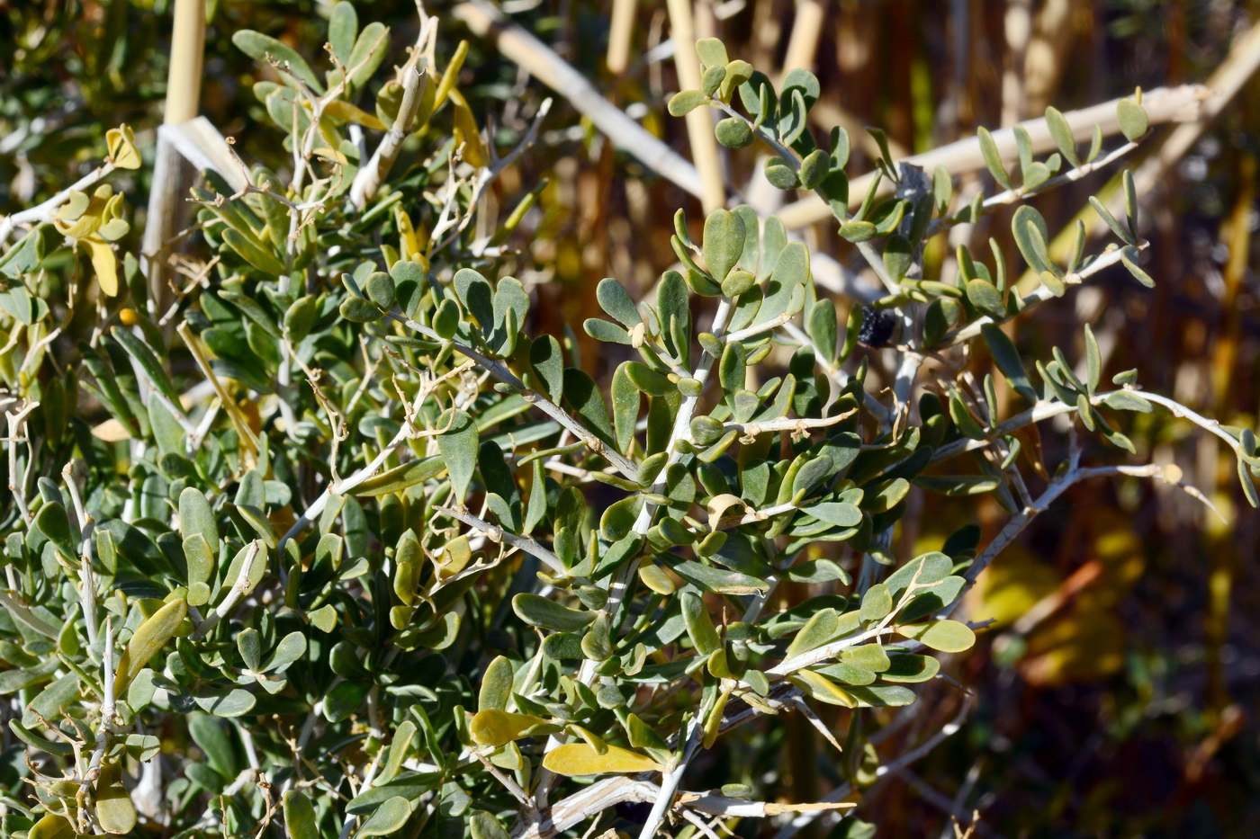 Image of Nitraria sibirica specimen.