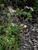 Cirsium echinus