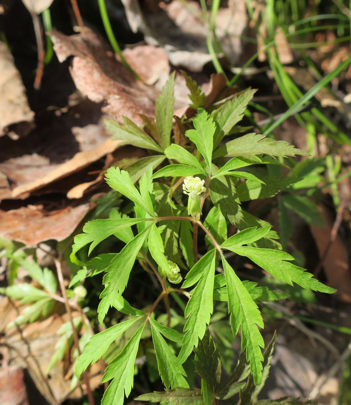 Изображение особи Anemone reflexa.