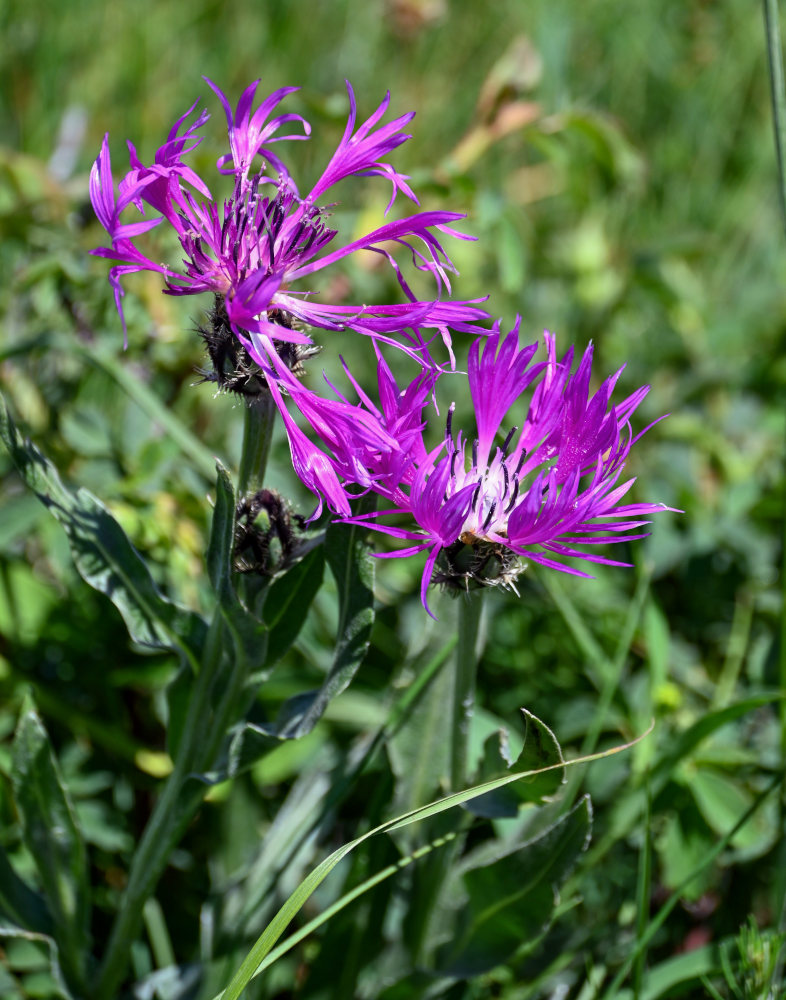 Изображение особи Centaurea willdenowii.
