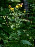 Crepis sibirica. Верхушка цветущего растения с кормящимися бабочками. Оренбургская обл., Кувандыкский гор. округ, заповедник \"Шайтан-Тау\", долина р. Сакмара, опушка смешанного леса. 05.07.2023.