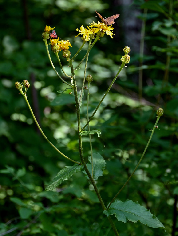 Image of Crepis sibirica specimen.