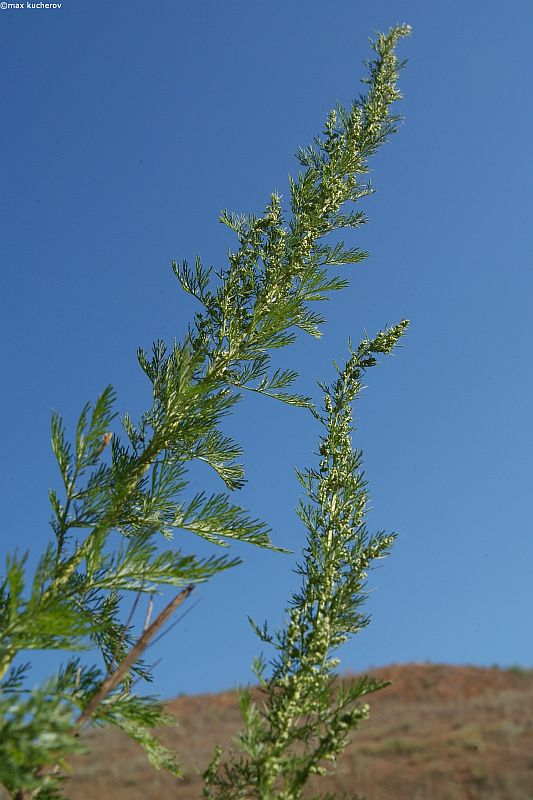 Изображение особи Artemisia abrotanum.