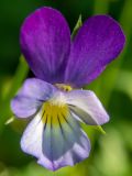 Viola tricolor. Цветок. Московская обл., Талдомский р-н, окр. дер. Веретьево, СНТ \"Надежда\", у забора. 15.06.2023.