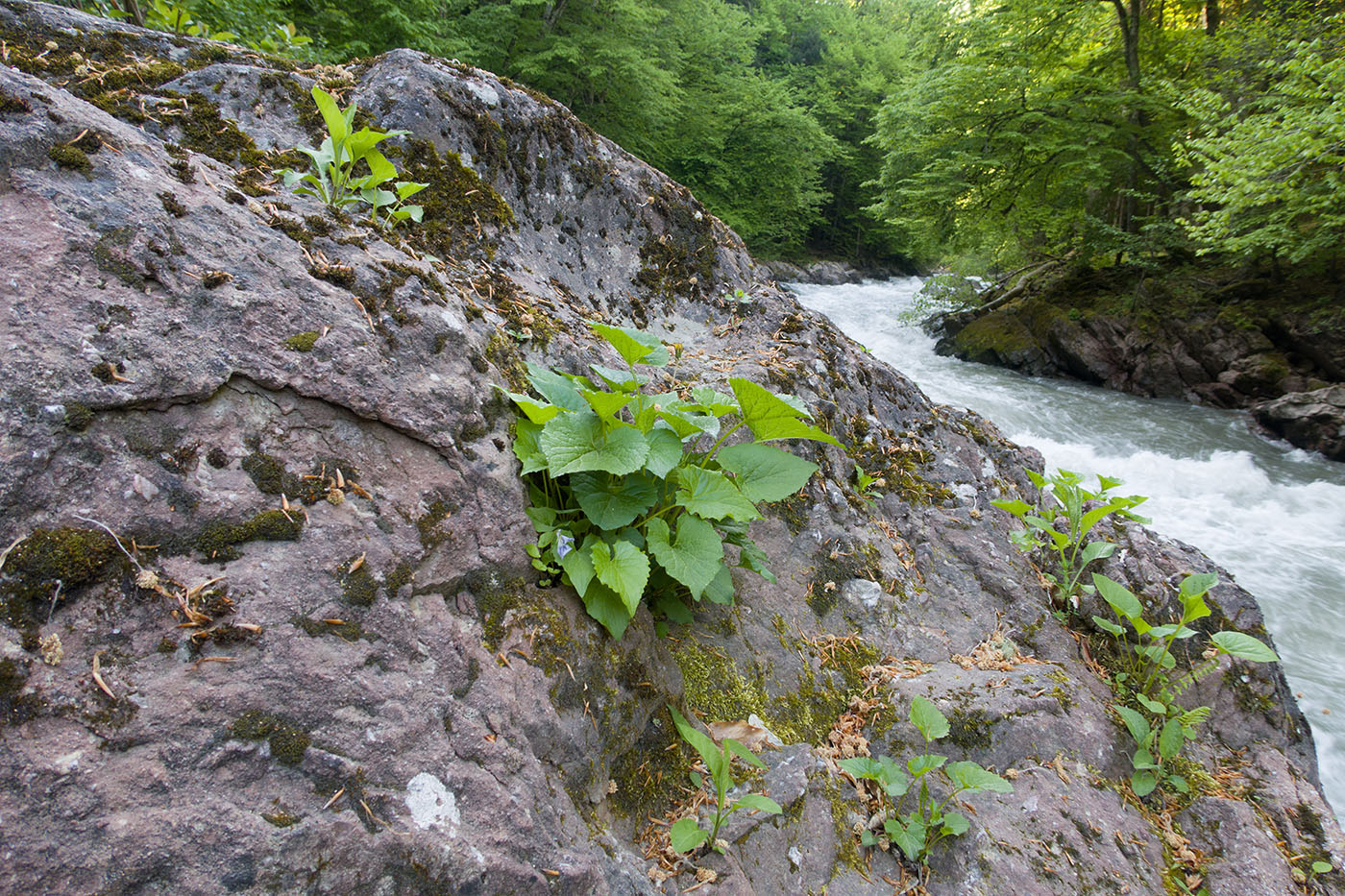 Image of Valeriana alliariifolia specimen.