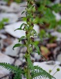 Pedicularis sibthorpii. Нижняя часть соплодия и листья. Чечня, Веденский р-н, берег оз. Кезенойам, ≈ 1800 м н.у.м., подножие осыпающегося каменистого склона. 25.07.2022.