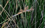 Juncus arabicus. Верхушка побега с соплодием. Египет, мухафаза Вади-эль-Гедид, национальный парк \"Белая пустыня\", понижение между дюн, вблизи родника. 30.04.2023.