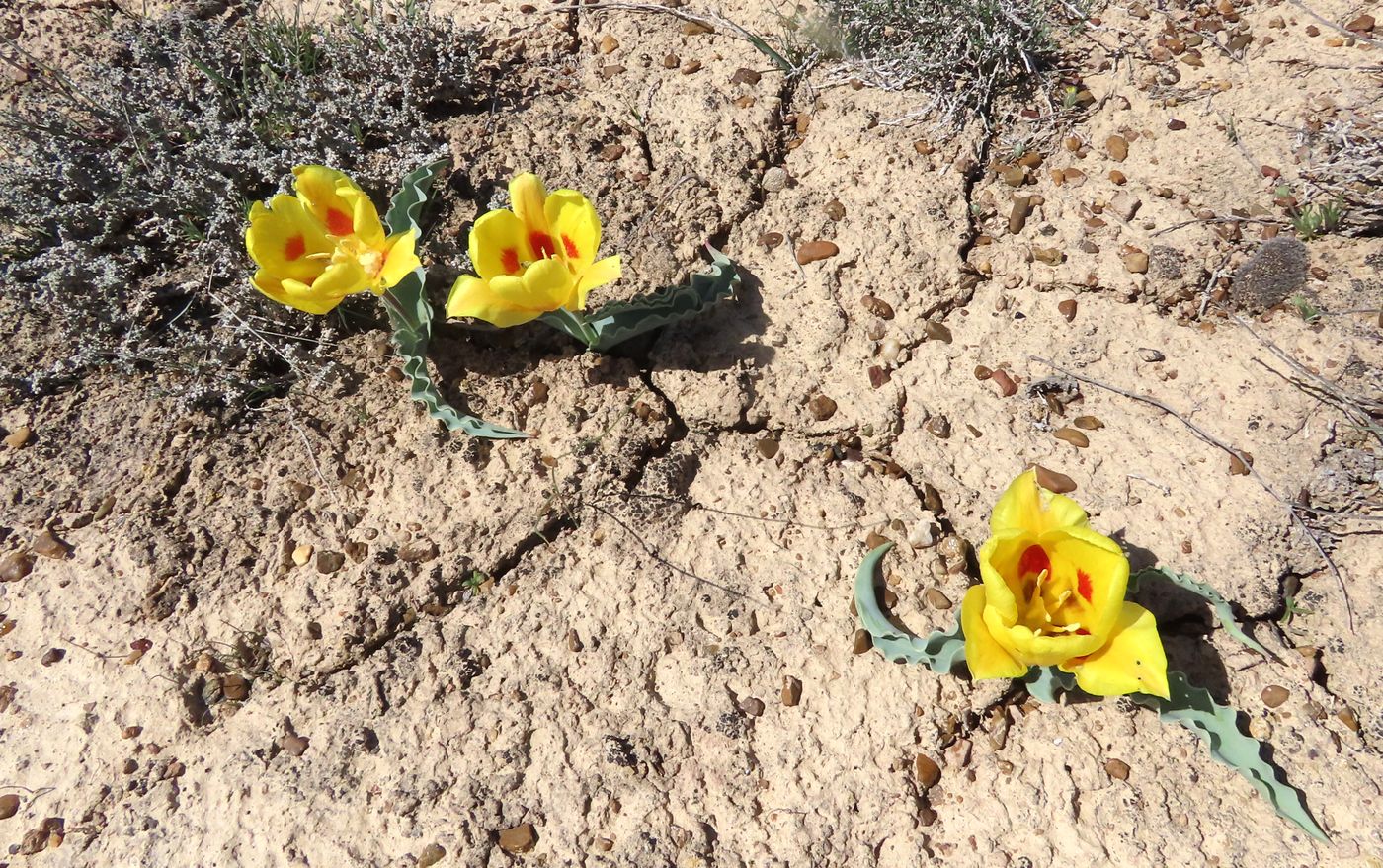 Image of Tulipa alberti specimen.