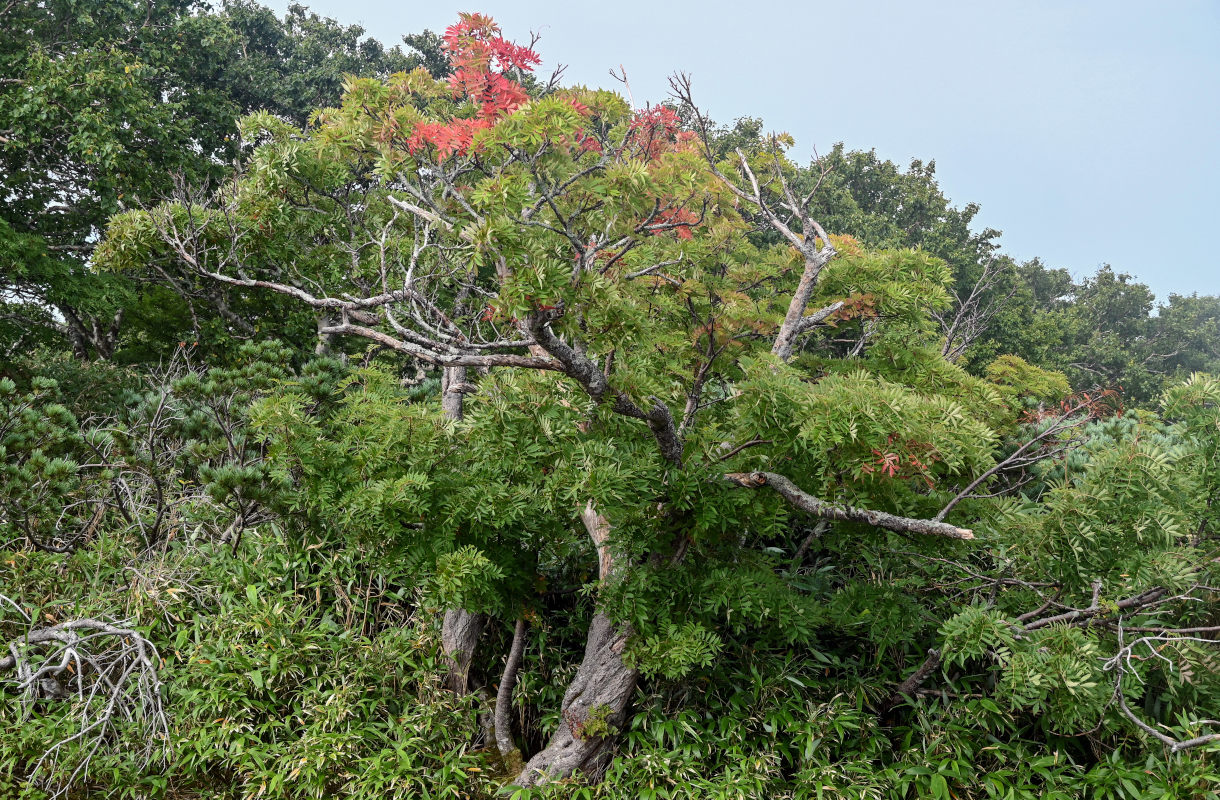 Изображение особи Sorbus commixta.