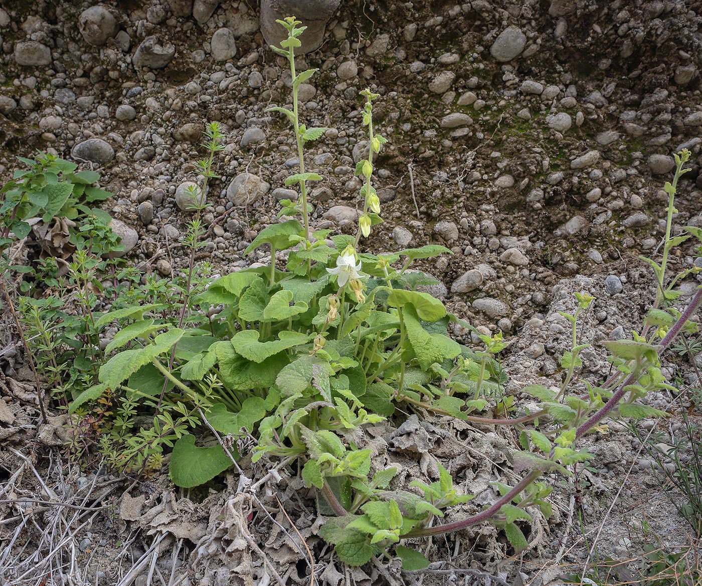 Image of Campanula alliariifolia specimen.