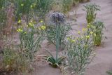 Allium subscabrum
