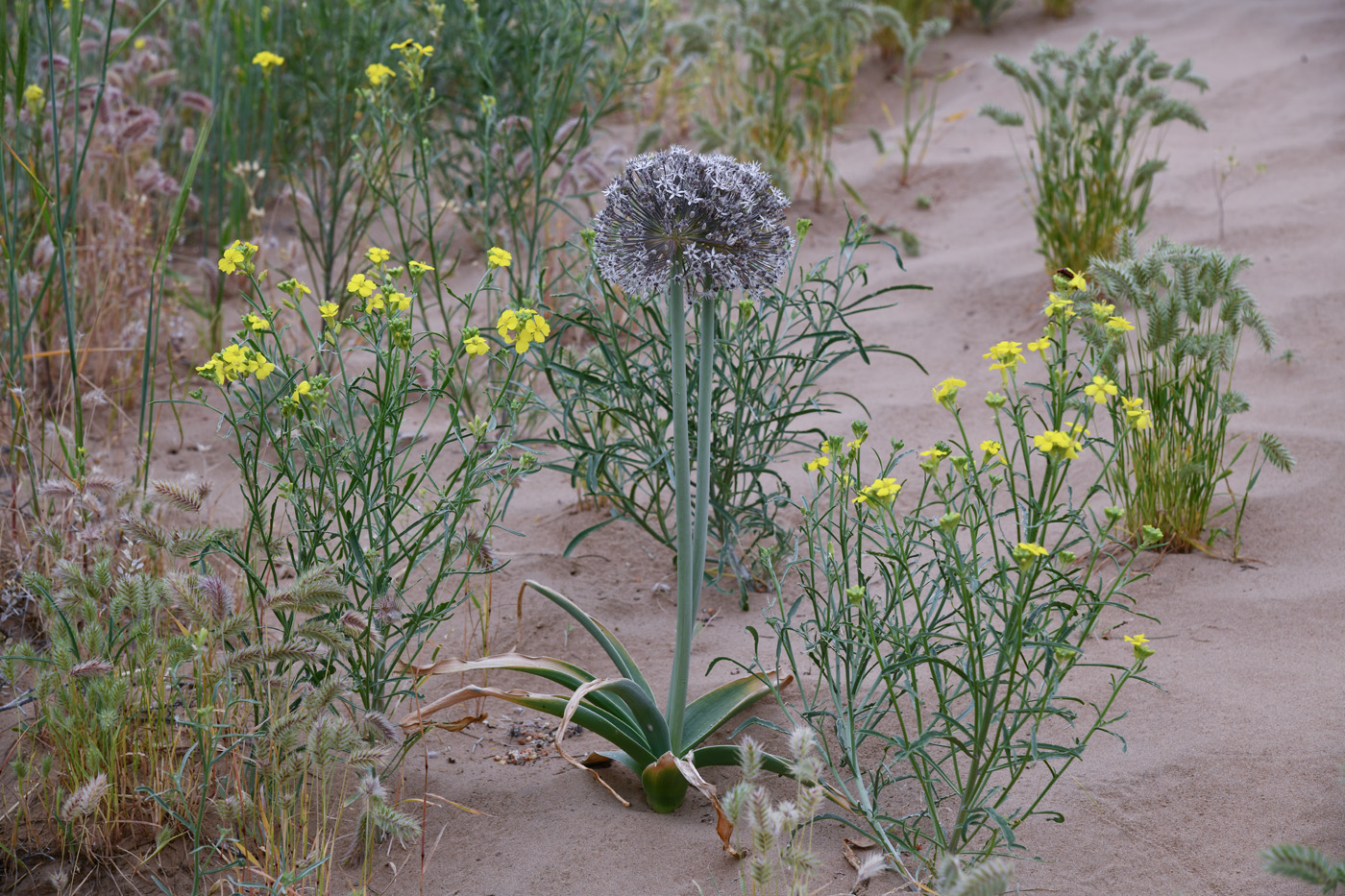 Image of Allium subscabrum specimen.