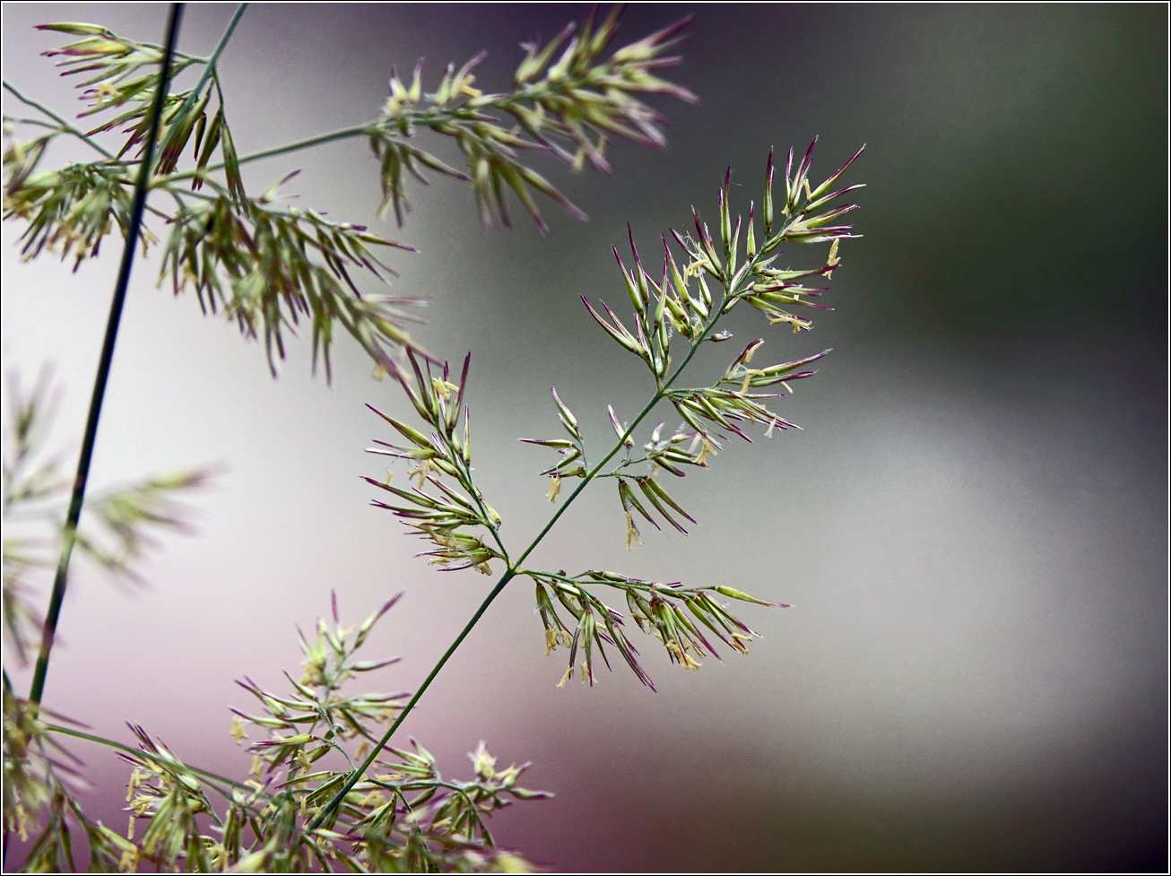 Image of genus Calamagrostis specimen.