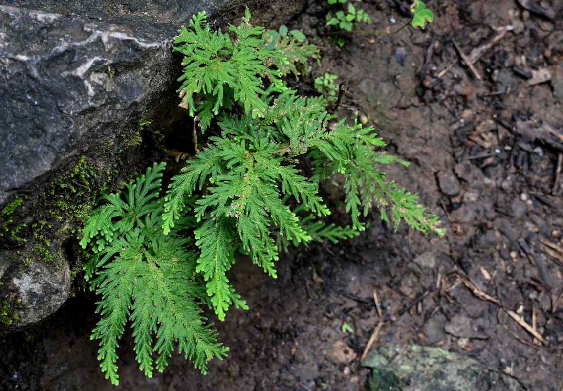 Изображение особи Selaginella biformis.