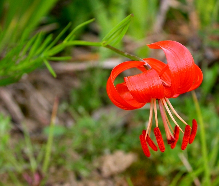 Image of Lilium pumilum specimen.