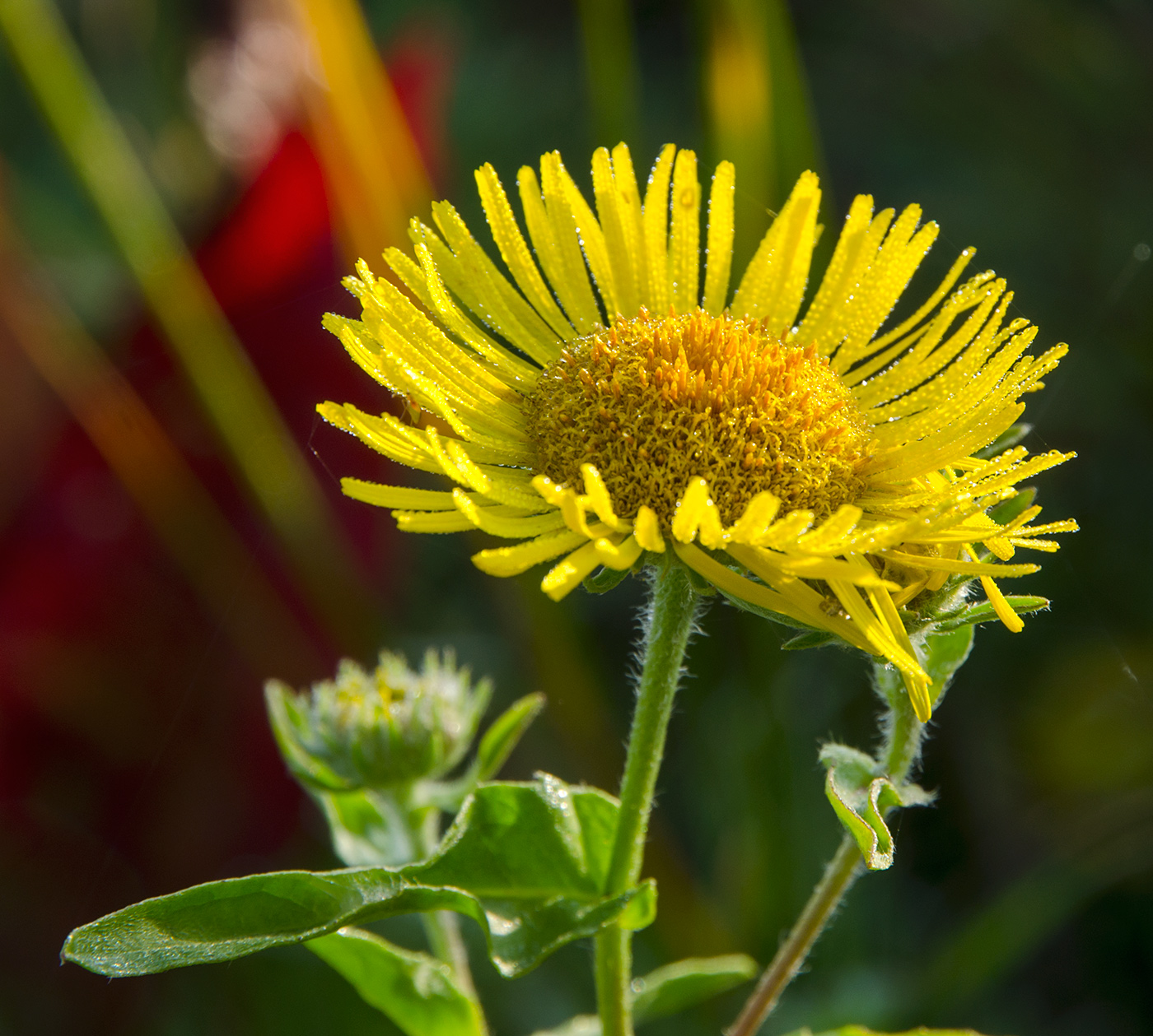 Изображение особи Inula britannica.