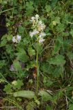 Platanthera chlorantha
