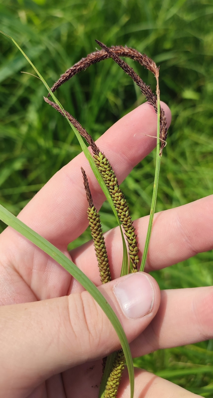 Изображение особи Carex acuta.