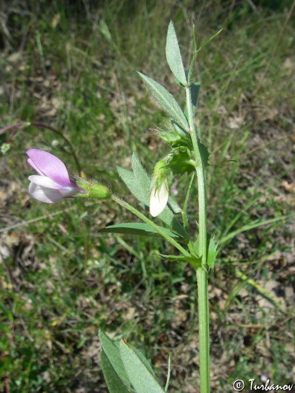 Image of Vicia bithynica specimen.