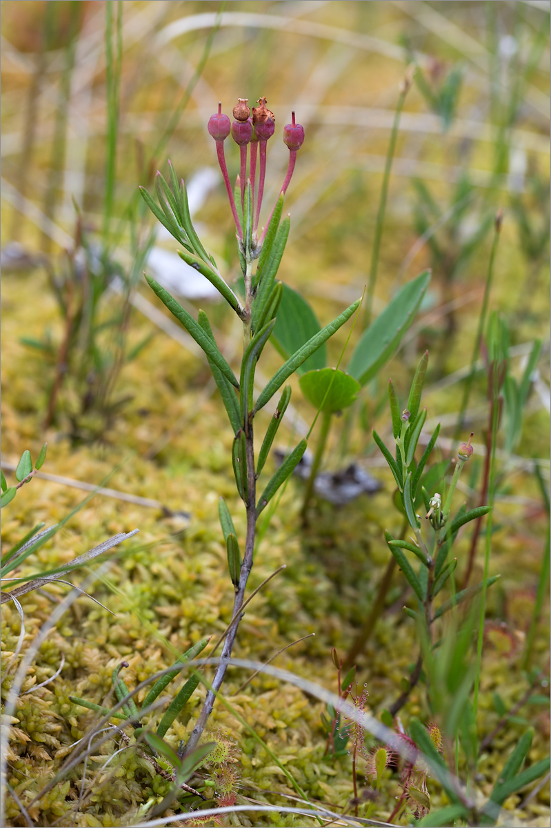 Image of Andromeda polifolia specimen.
