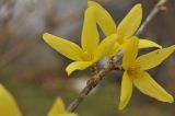 род Forsythia