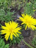 View full-size image Scorzonera hispanica