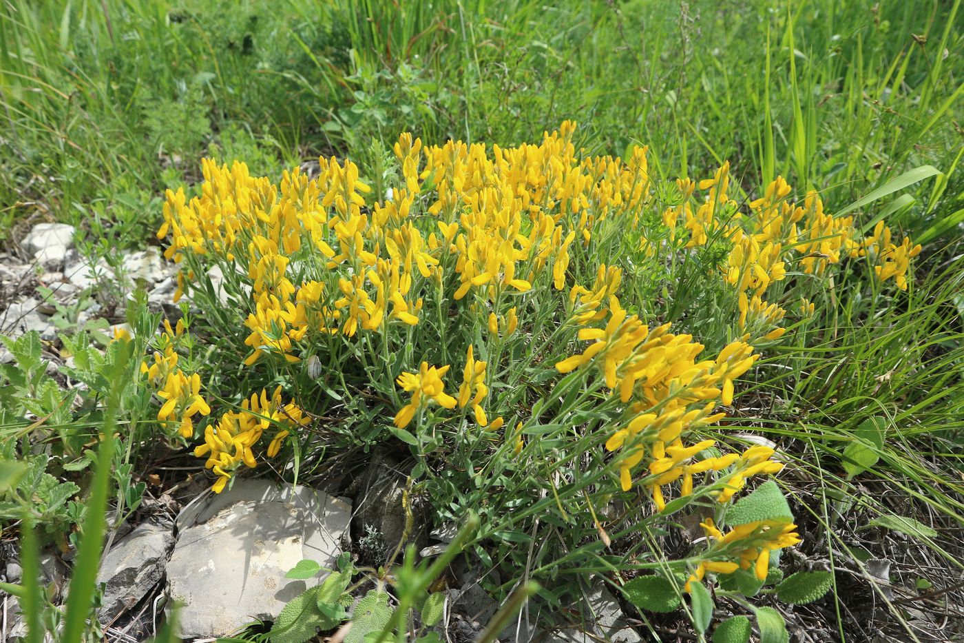 Изображение особи Genista humifusa.